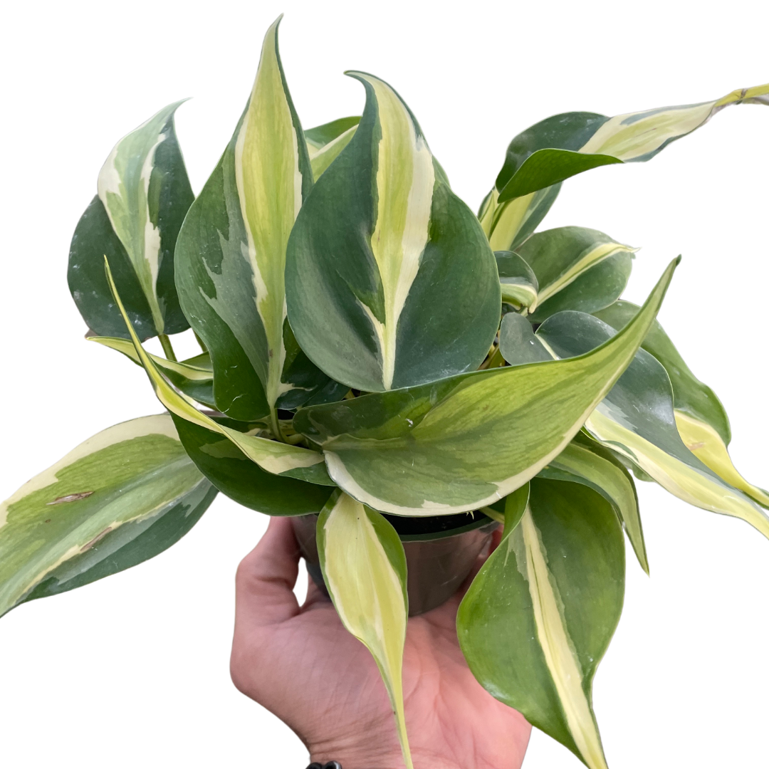 philodendron hederaceum vine Philodendron 'Silver Stripe' – Root & Vine