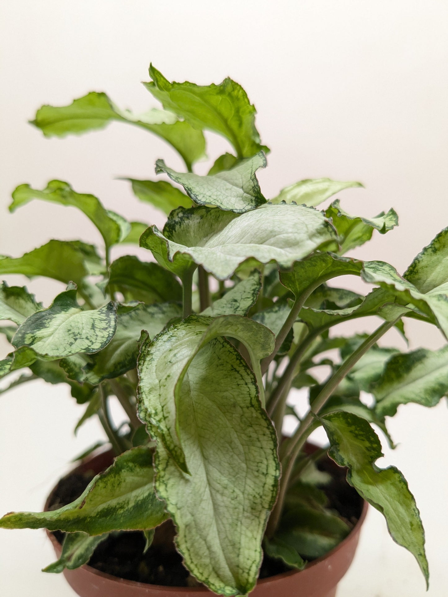 Syngonium 'Three Kings'