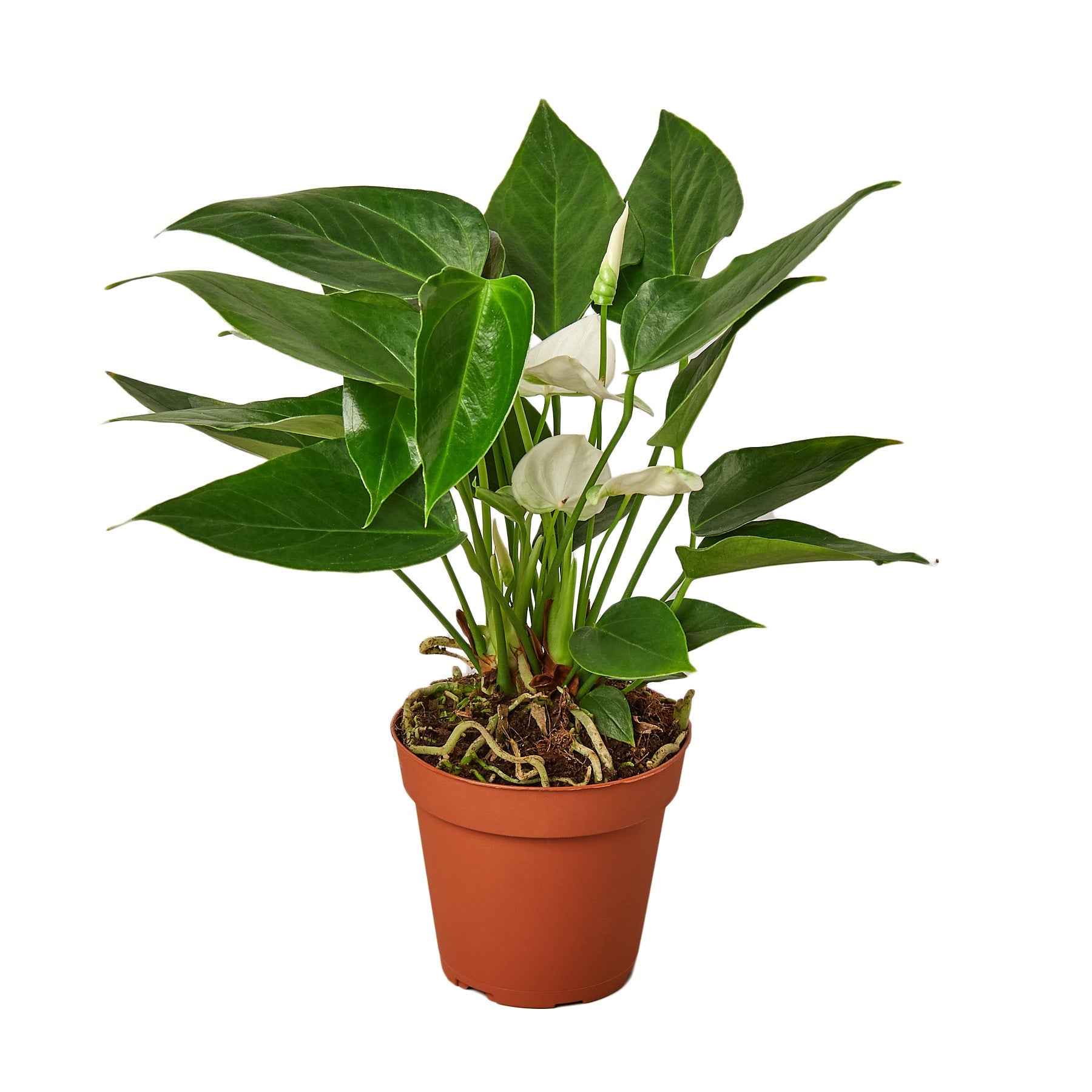 anthurium vine Anthurium 'White'