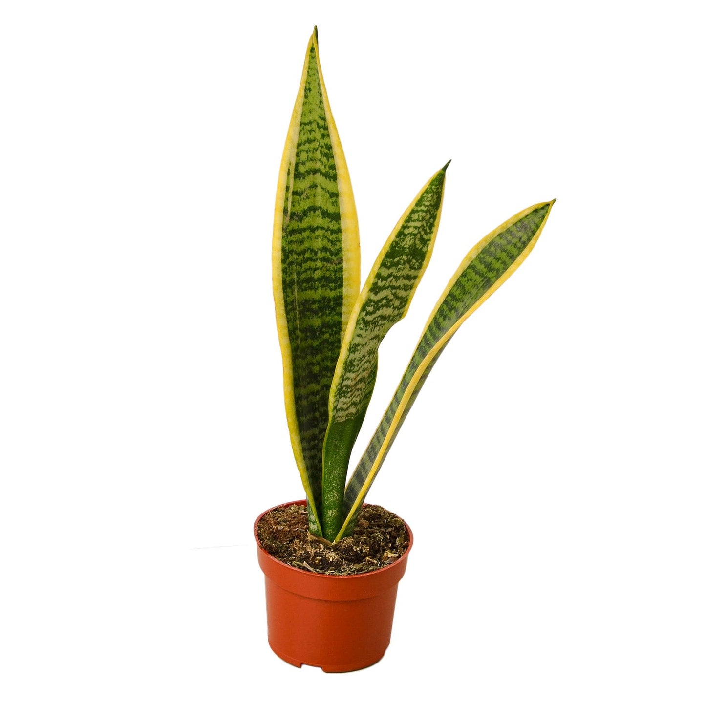 Snake Plant Laurentii - 4" Pot - NURSERY POT ONLY