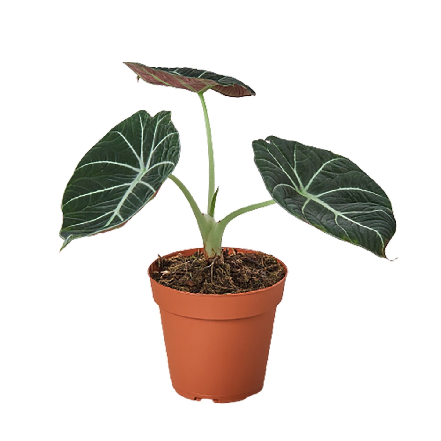 Alocasia Reginula 'Black Velvet' - 6" Pot - NURSERY POT ONLY