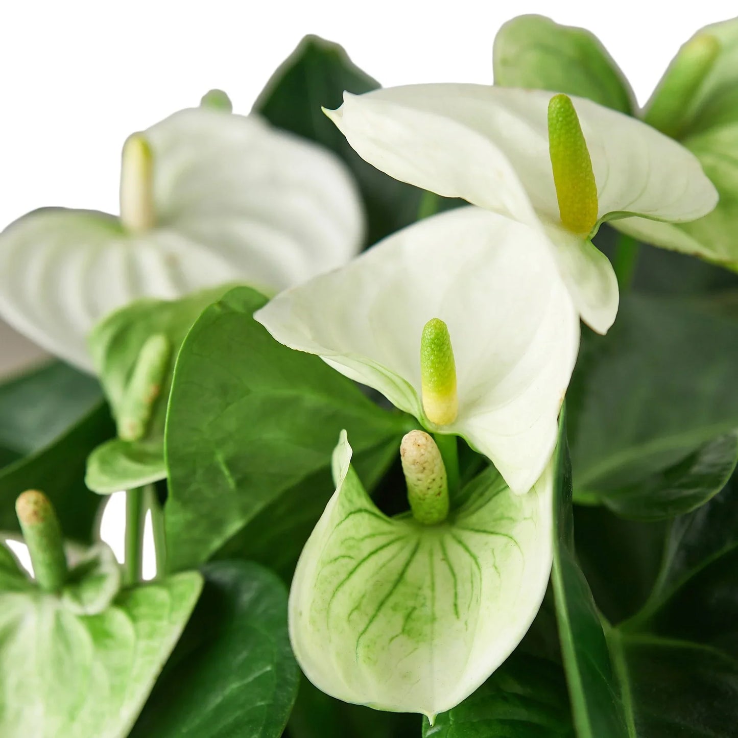 Anthurium 'White'