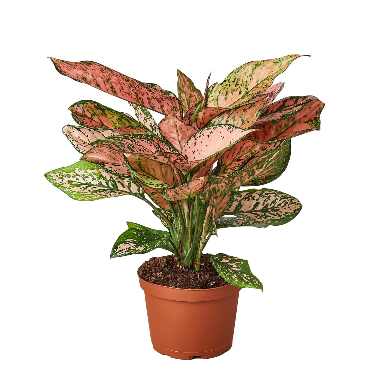 Chinese Evergreen 'Lady Valentine' - 6" Pot - NURSERY POT ONLY