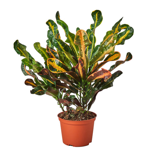 Croton 'Mammy' - 6" Pot - NURSERY POT ONLY