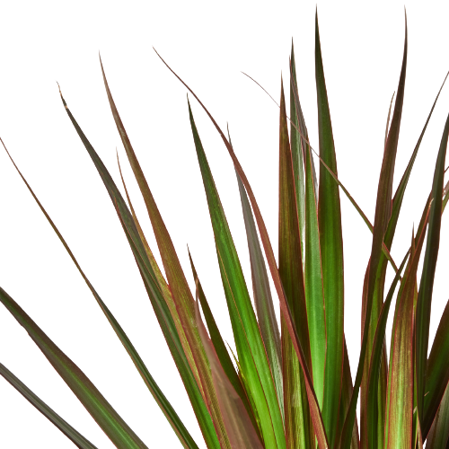 Dracaena 'Marginata Magenta'