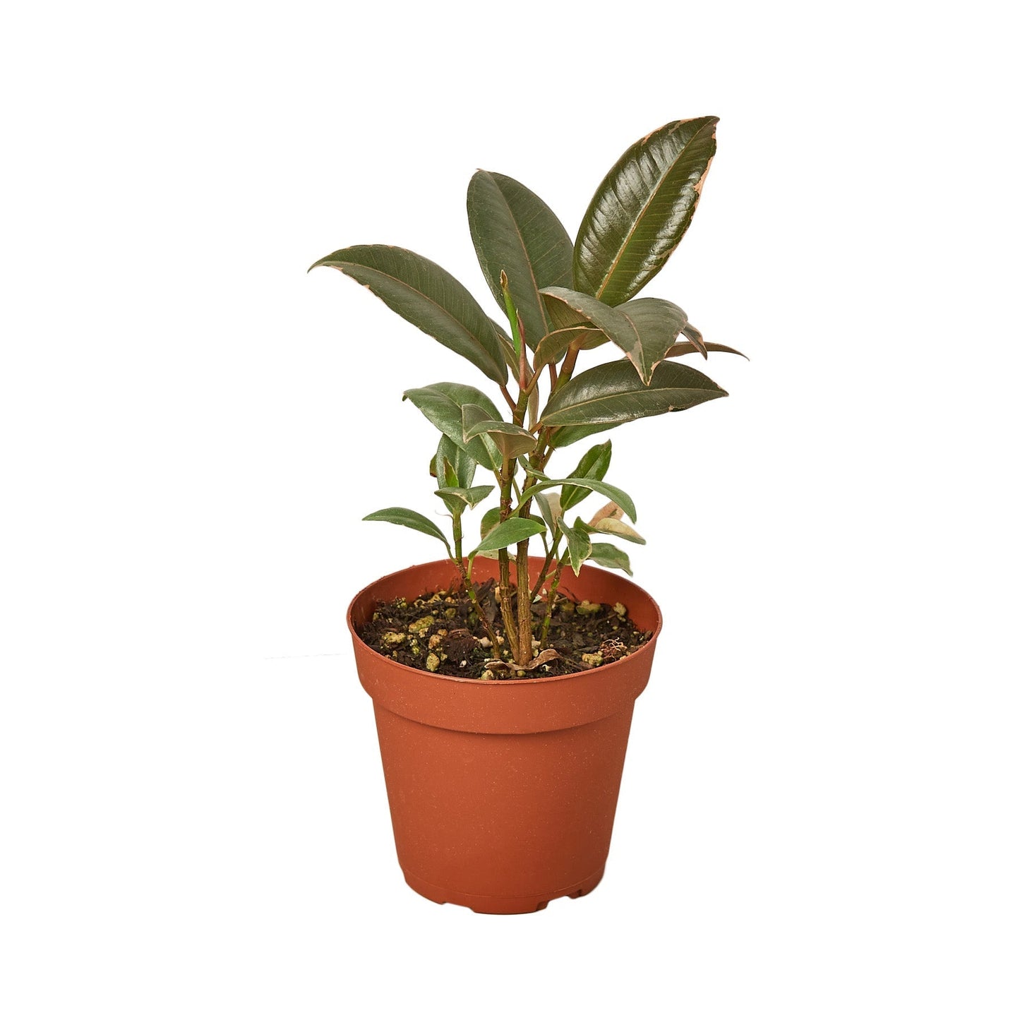 Ficus Elastica 'Tineke' - 4" Pot - NURSERY POT ONLY