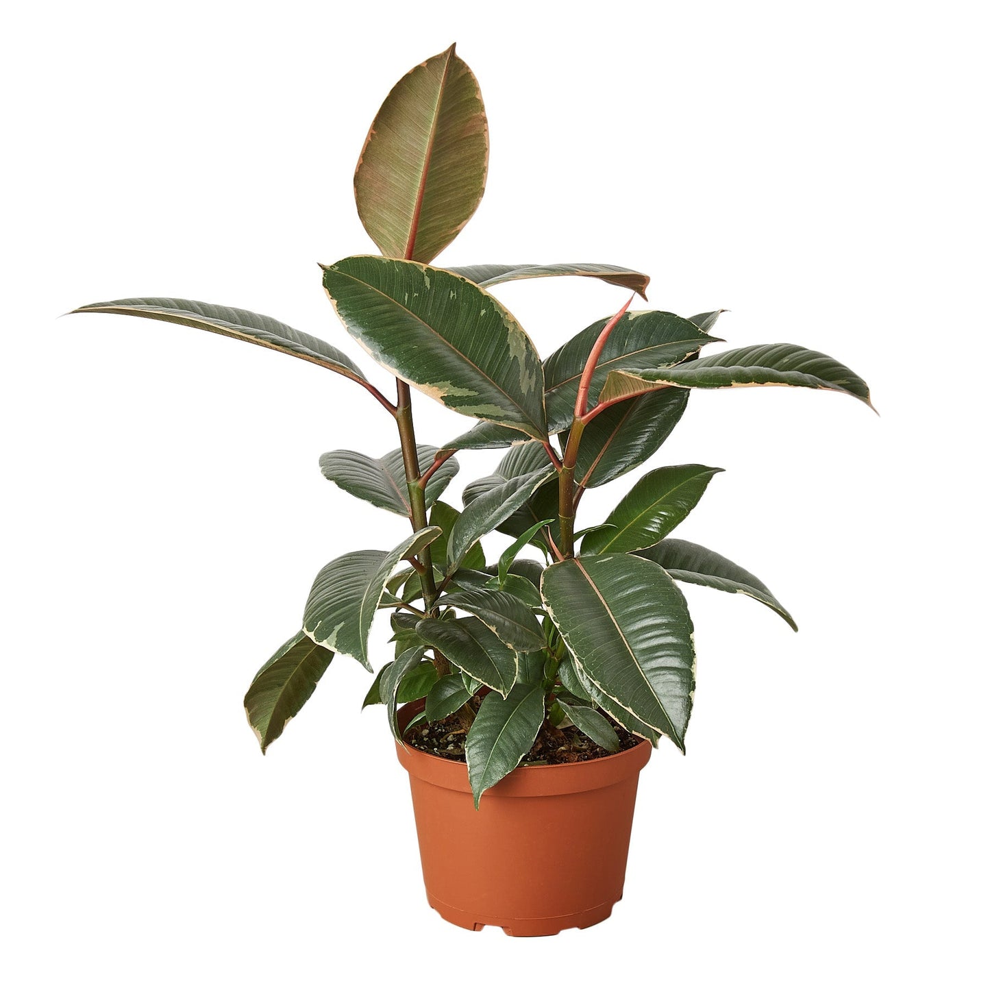 Ficus Elastica 'Tineke' - 4" Pot - NURSERY POT ONLY