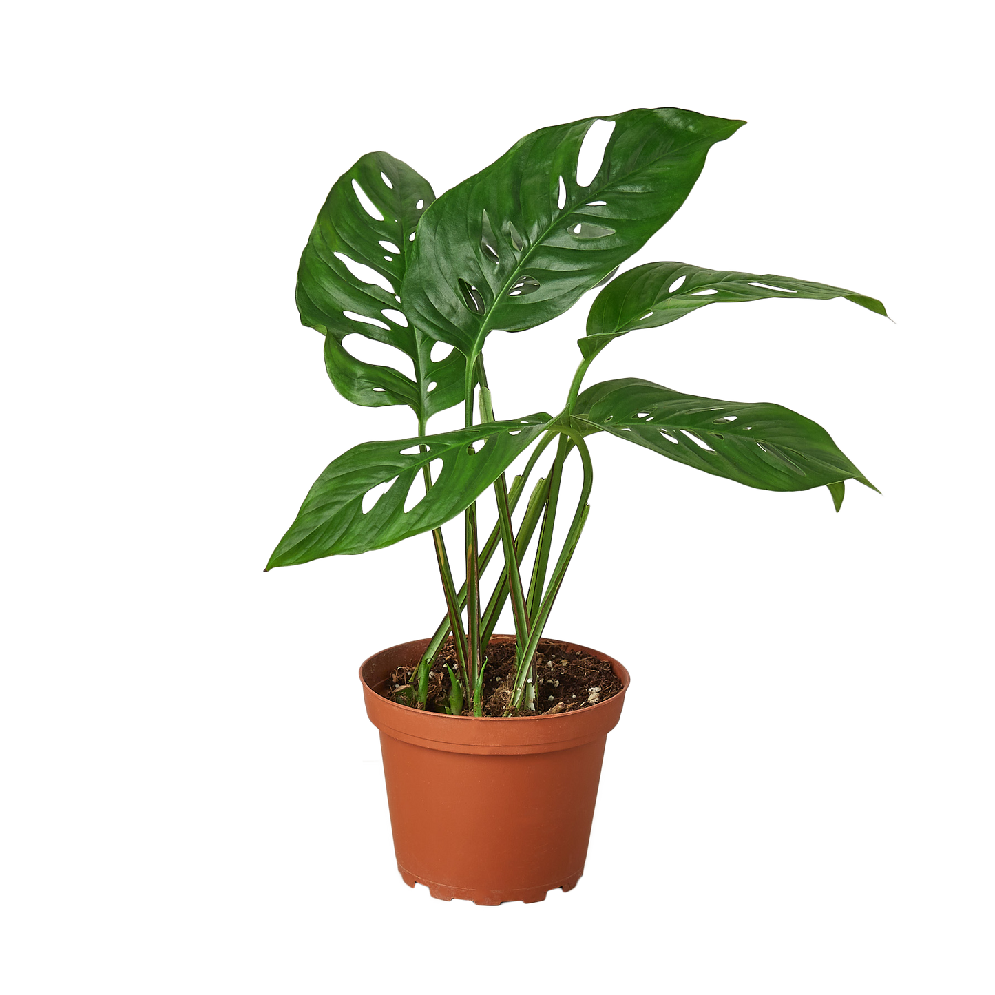 Monstera Adansonii 'Swiss Cheese' - 4" Pot - NURSERY POT ONLY