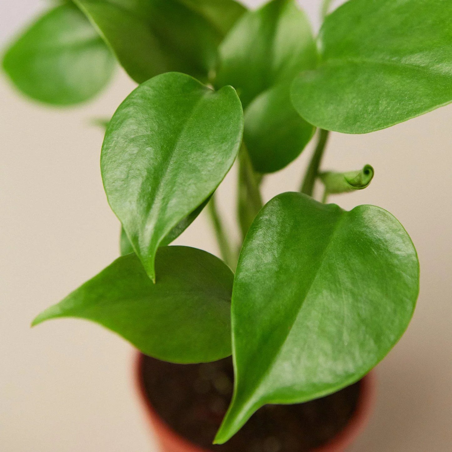 Philodendron Monstera Split-Leaf