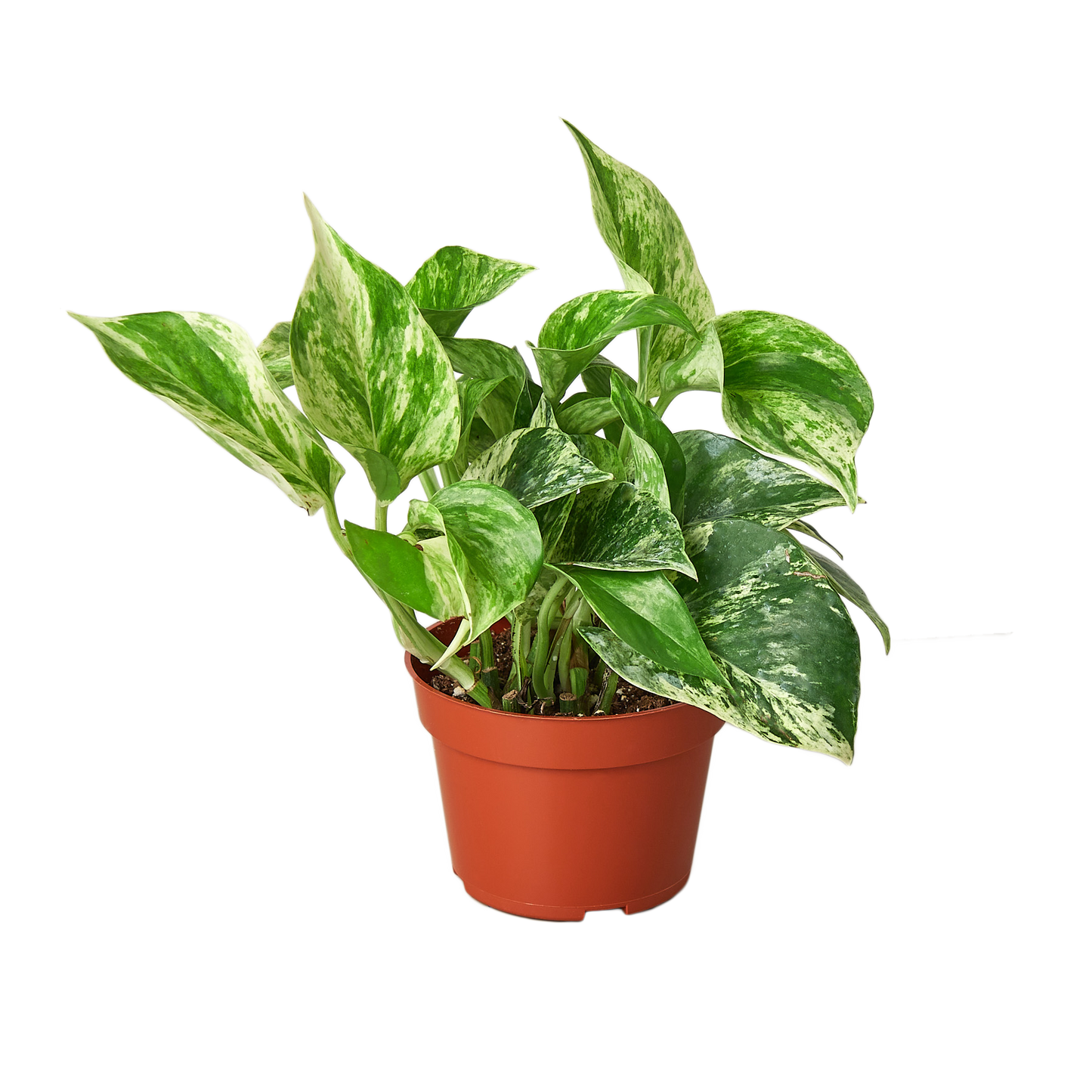 Pothos 'Marble Queen'