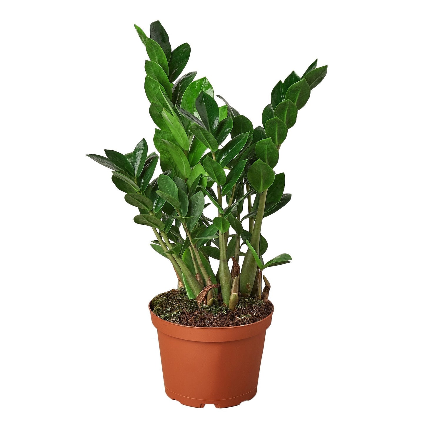 Zamioculcas Zamiifolia ZZ - 6" Pot -  NURSERY POT ONLY