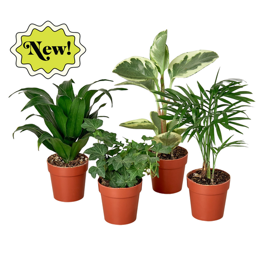 3" Tropical Plant Variety Bundle