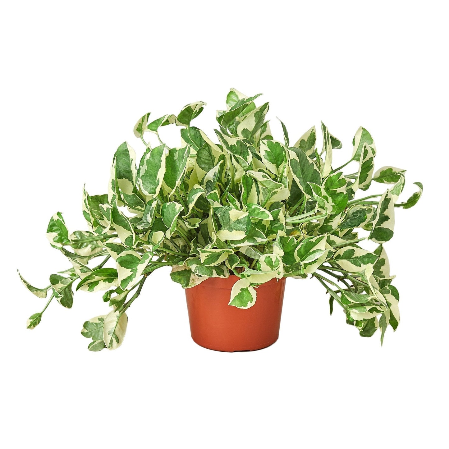 Pothos 'N'joy' - 6" Pot - NURSERY POT ONLY