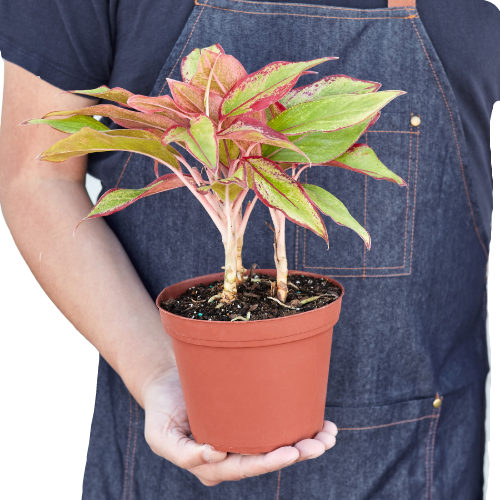 Chinese Evergreen 'Red Siam'