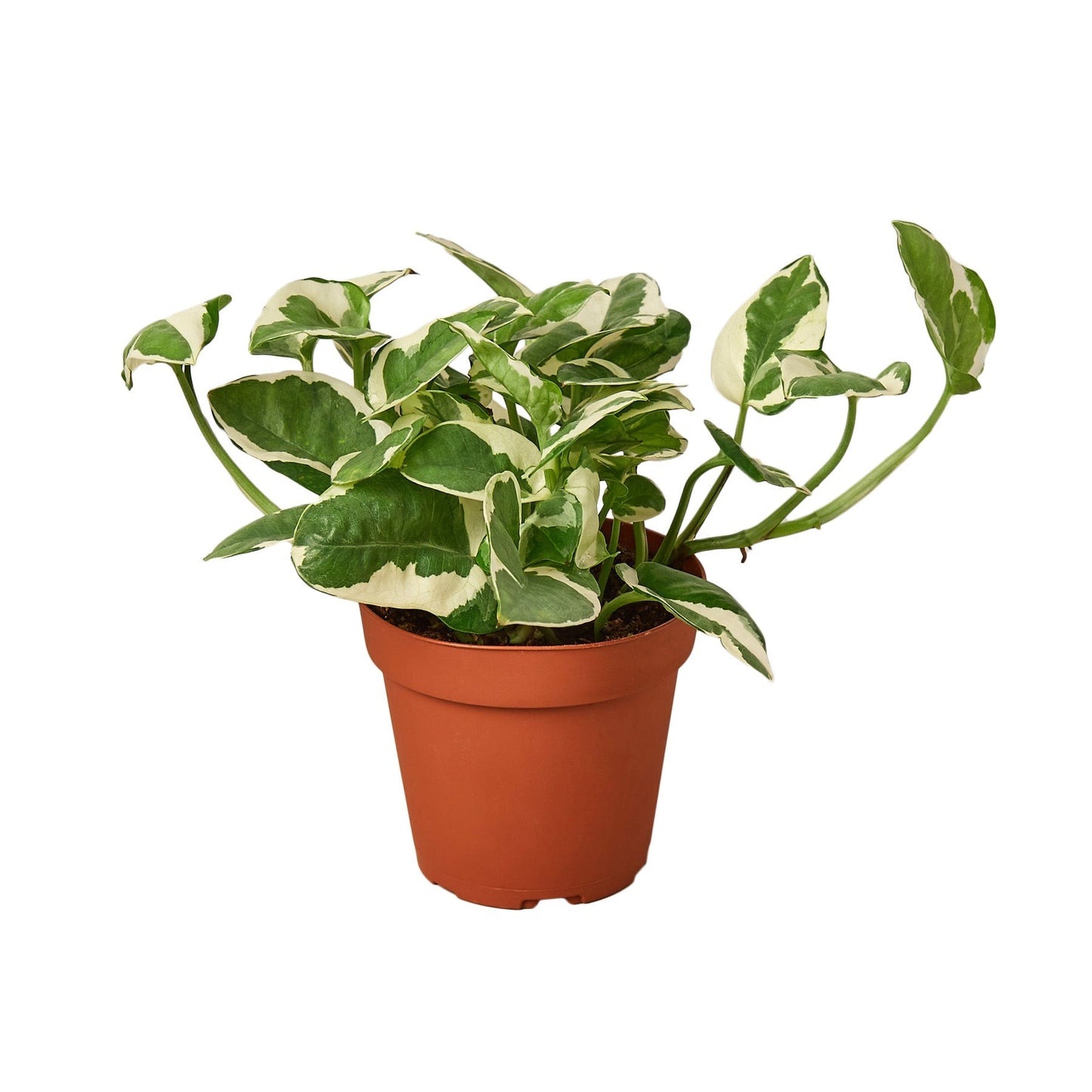 Pothos 'N'joy' - 4" Pot - NURSERY POT ONLY