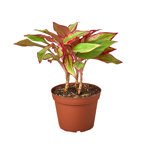 Chinese Evergreen 'Red Siam'