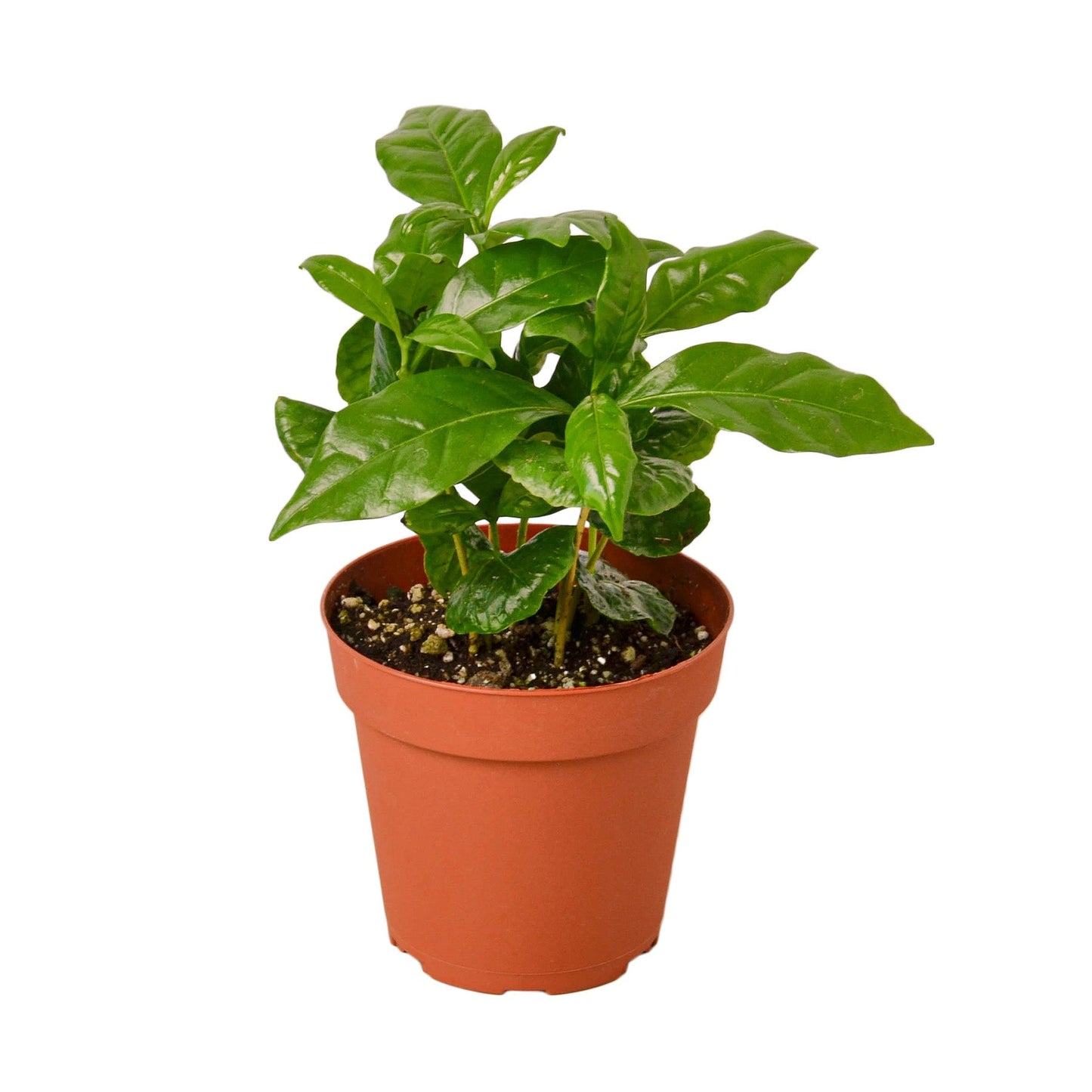 Arabica Coffee - NURSERY POT ONLY