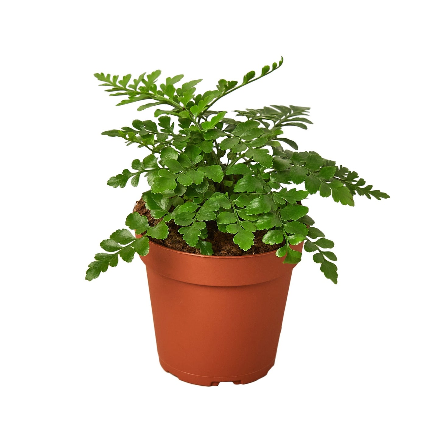 Austral Gem Fern - 4" Pot - NURSERY POT ONLY