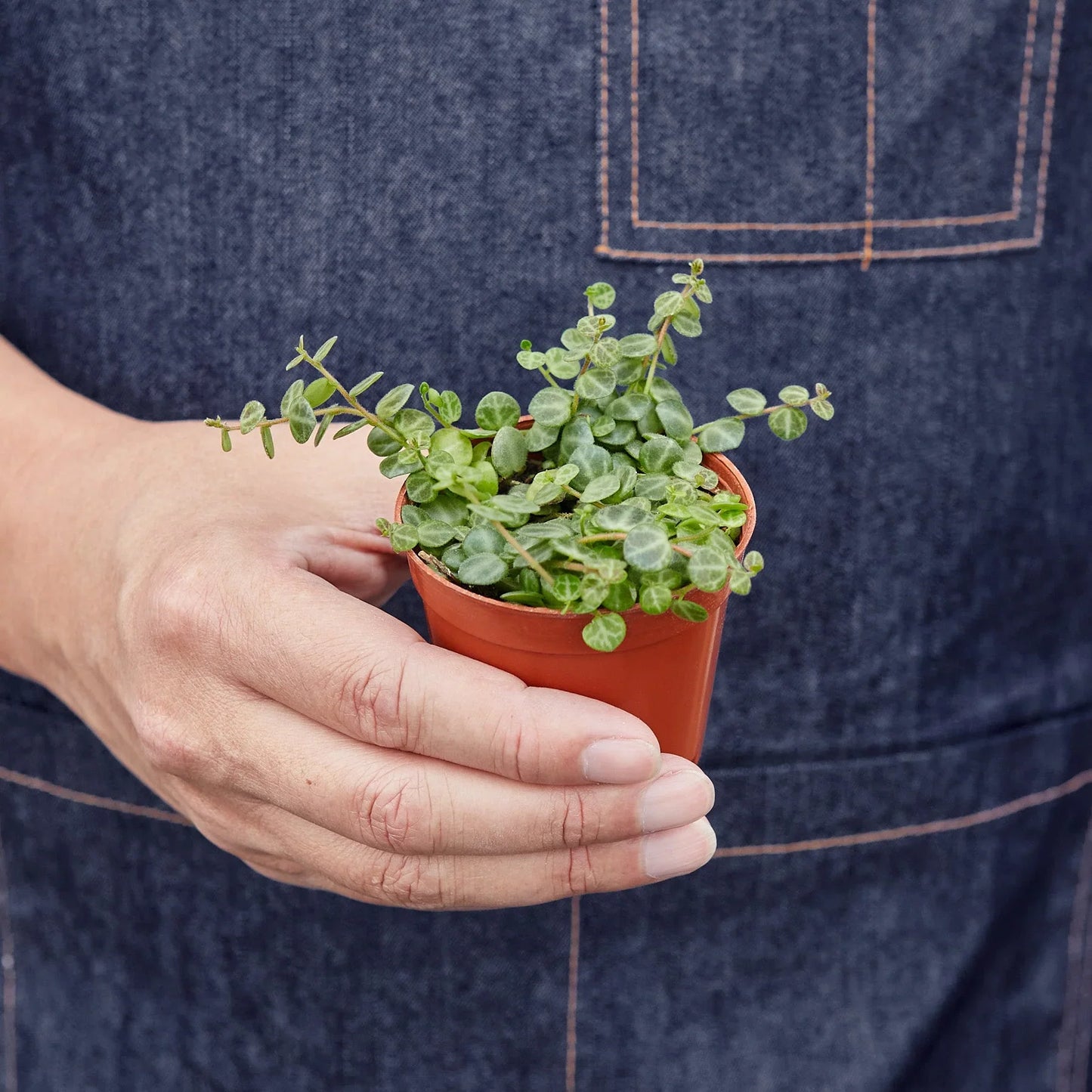 Peperomia Prostrata 'String of Turtles'