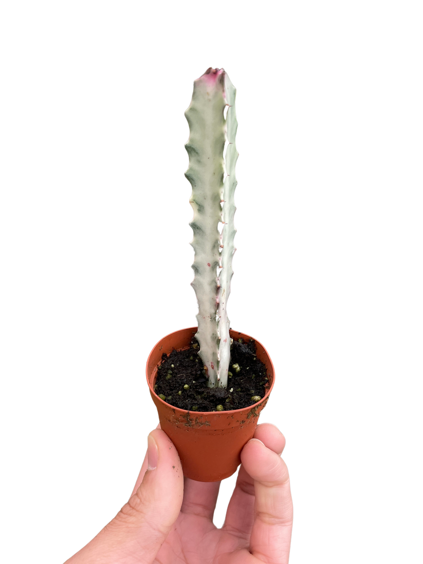 Succulent Euphorbia 'Dragon Bone'