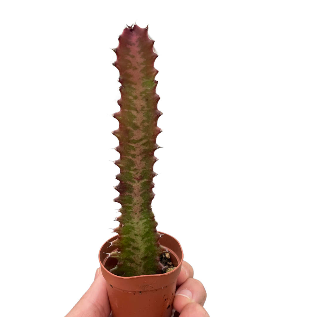 Succulent Euphorbia 'Trigona Rubra'