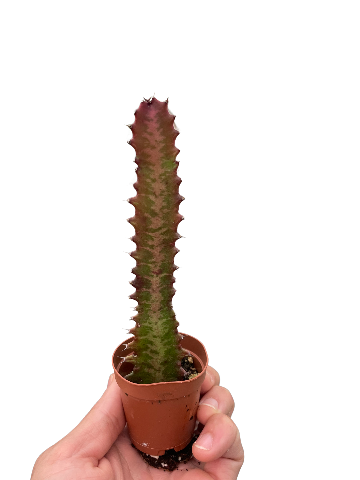 Succulent Euphorbia 'Trigona Rubra'