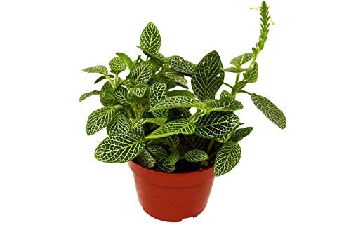 Fittonia 'White Nerve Plant' - 4" Pot - NURSERY POT ONLY