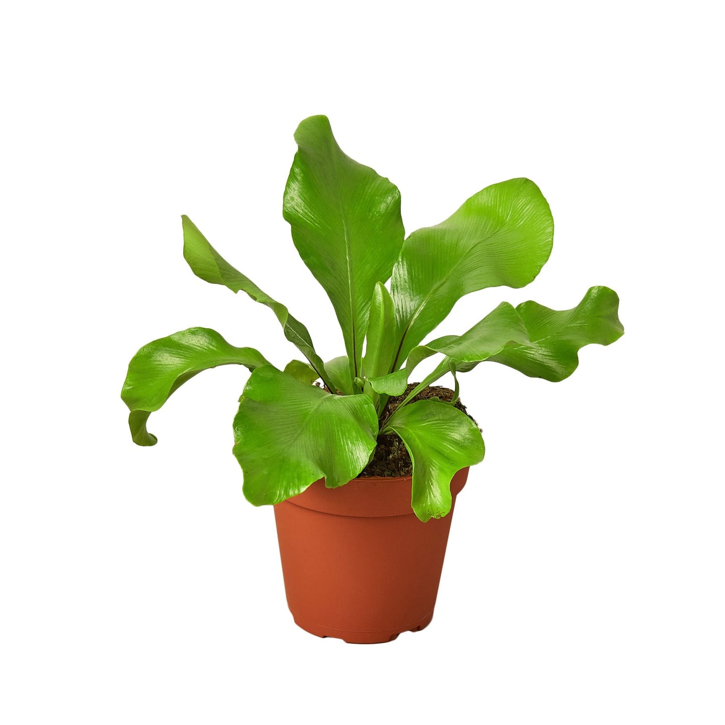 Bird's Nest 'Nidus' Fern - 4" Pot - NURSERY POT ONLY