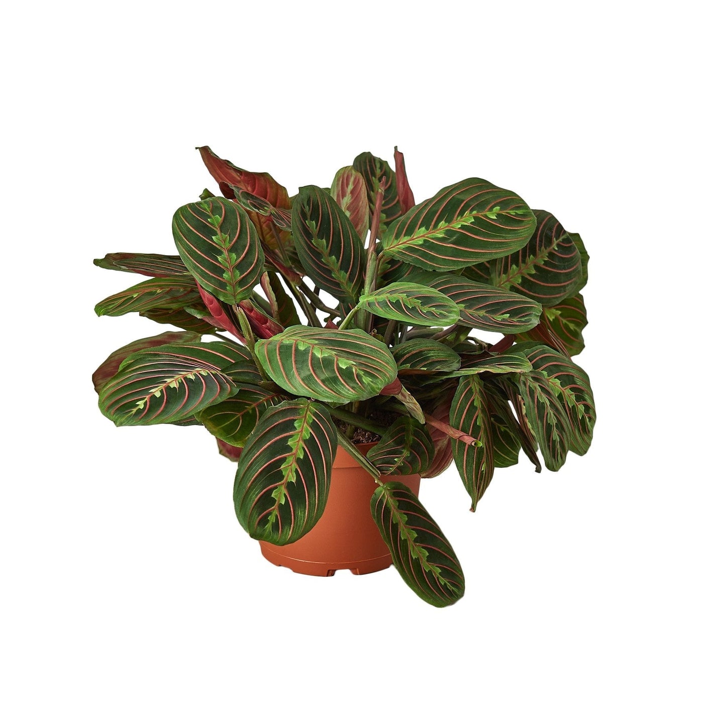 Maranta Red Prayer - 6" Pot - NURSERY POT ONLY