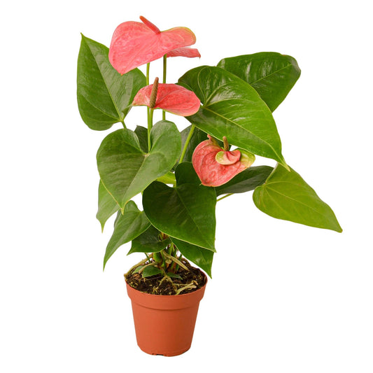 Anthurium 'Pink' - 4" Pot - NURSERY POT ONLY