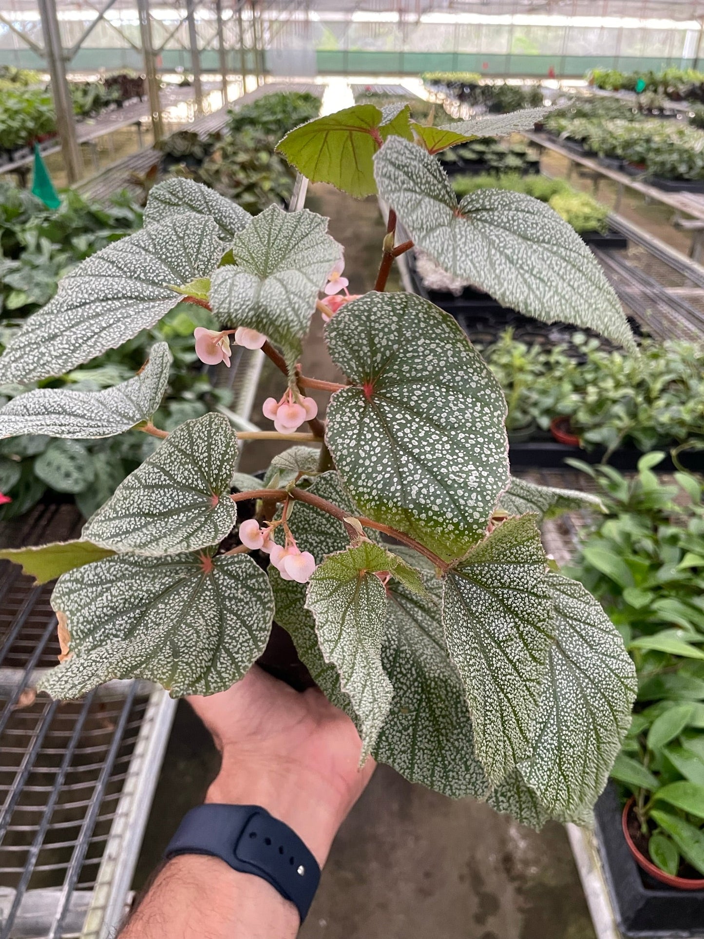 Begonia 'Frosty'