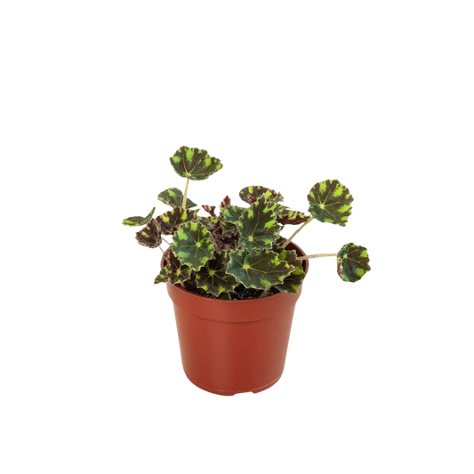 Begonia Tiger Paws - 4" Pot