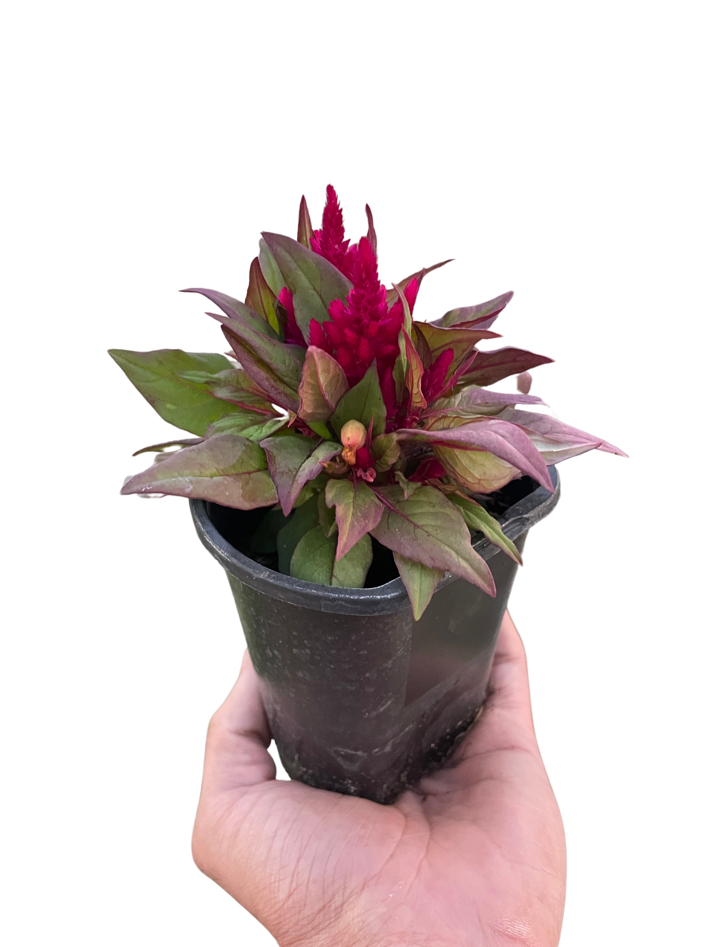 Celosia