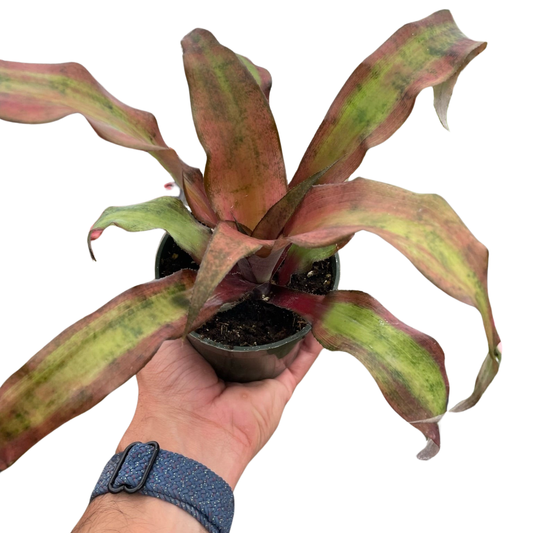 Cryptanthus 'Calypso'