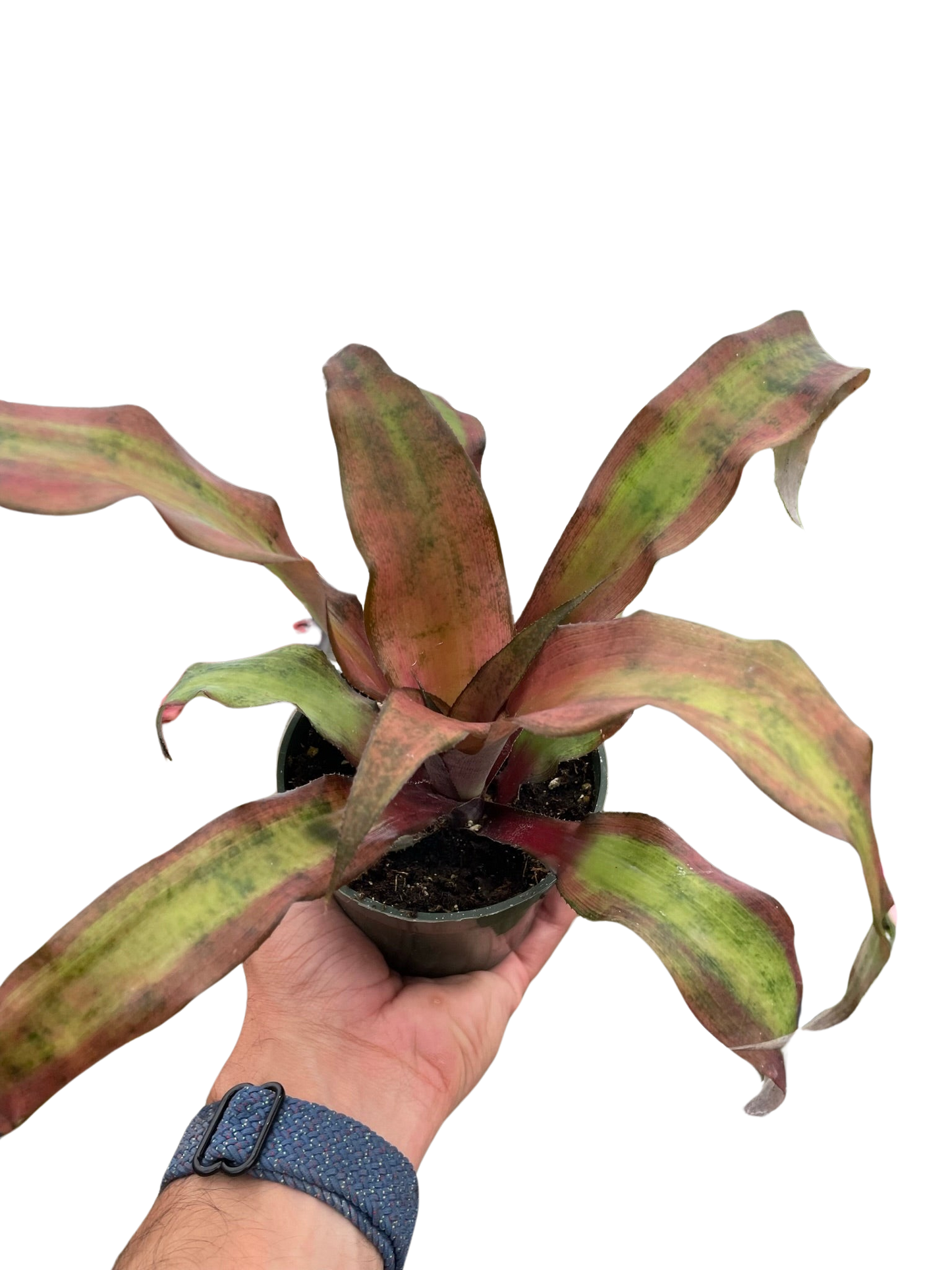 Cryptanthus 'Calypso'