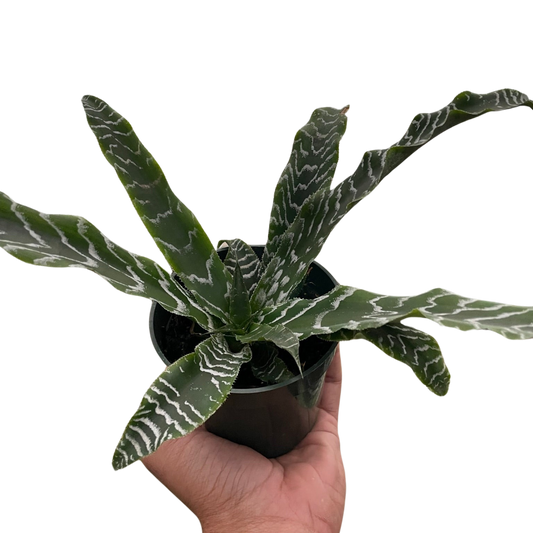 Cryptanthus 'Betty'