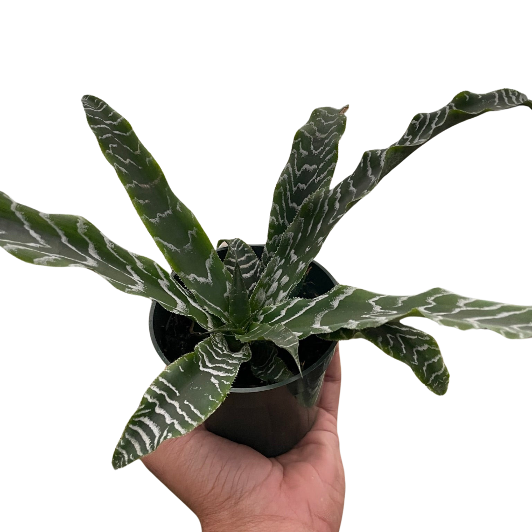 Cryptanthus 'Betty'