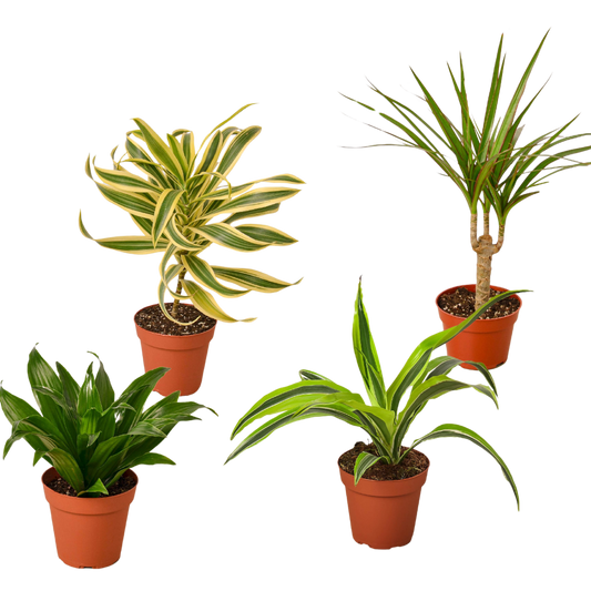 4 Different Dracaenas Variety Pack - Live House Plant - FREE Care Guide - 4" Pot