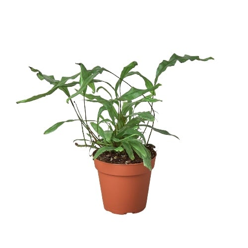 Fern 'Kangaroo Paw' - 4" Pot - NURSERY POT ONLY