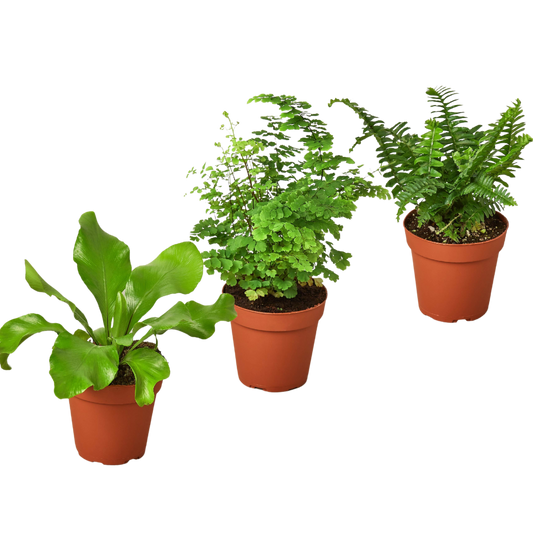 3 Fern Variety Pack - Live Plants - FREE Care Guide - 4" Pot - House Plant