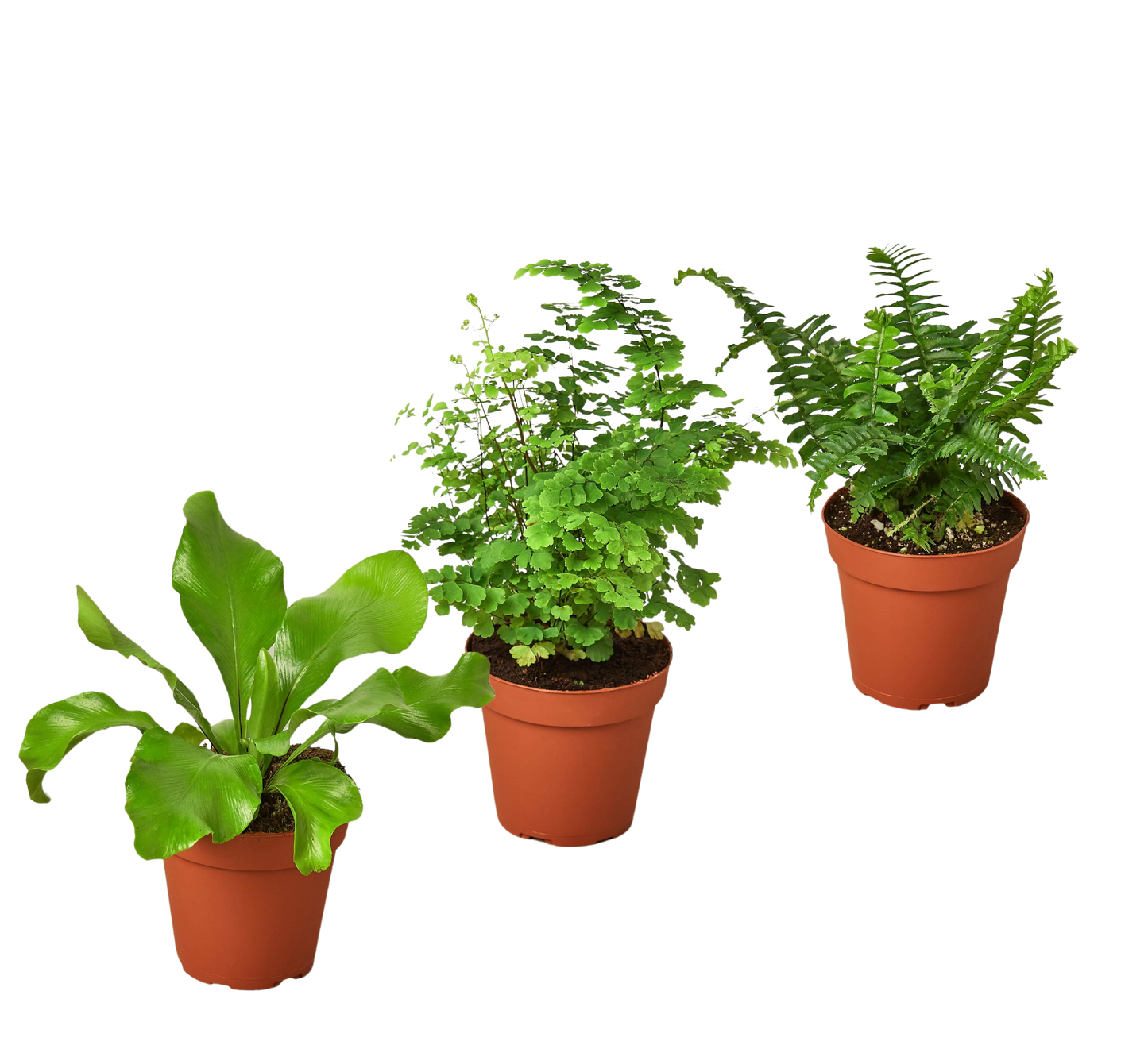 3 Fern Variety Pack - Live Plants - FREE Care Guide - 4" Pot - House Plant