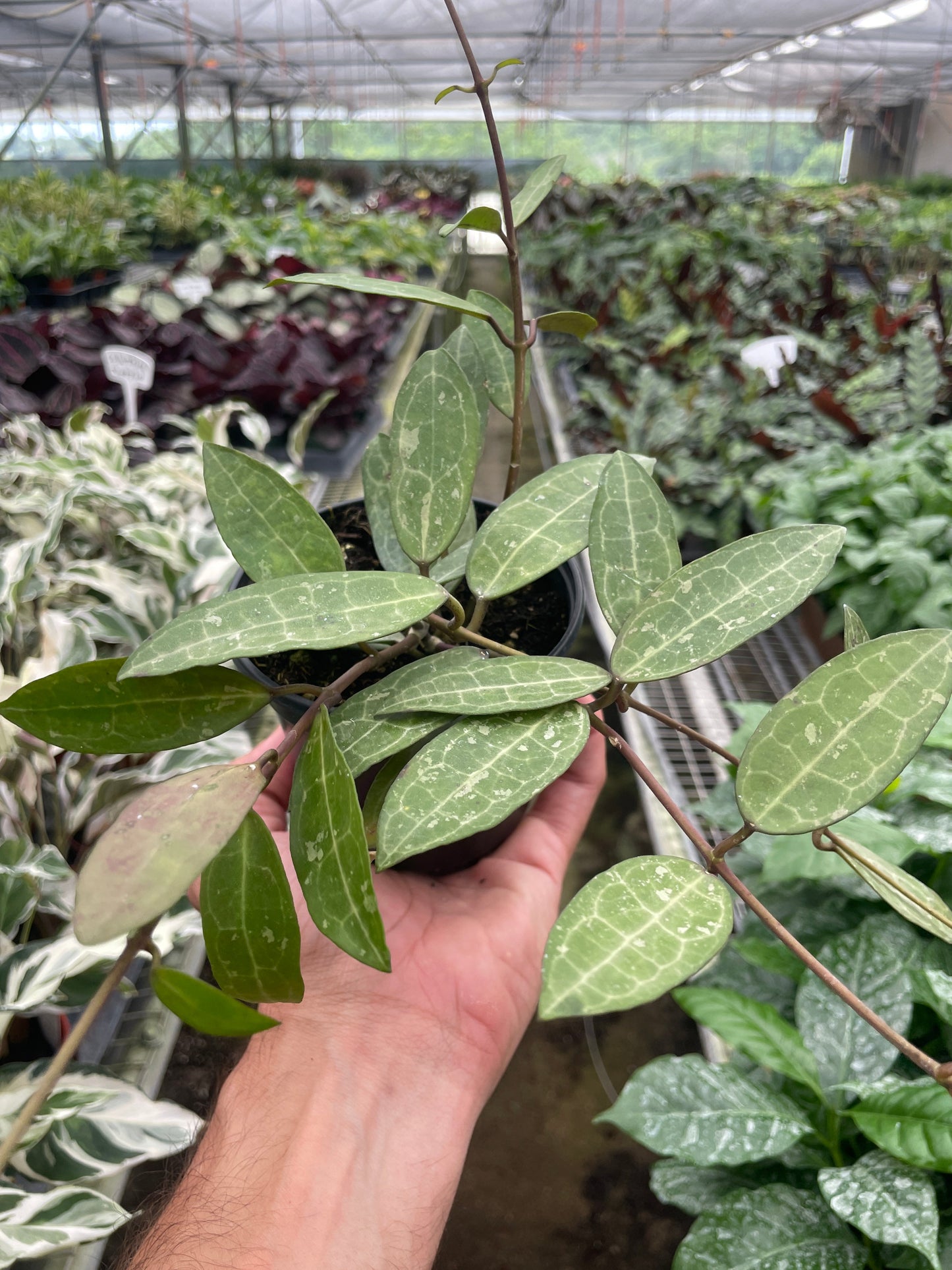 Hoya 'Eliptica'