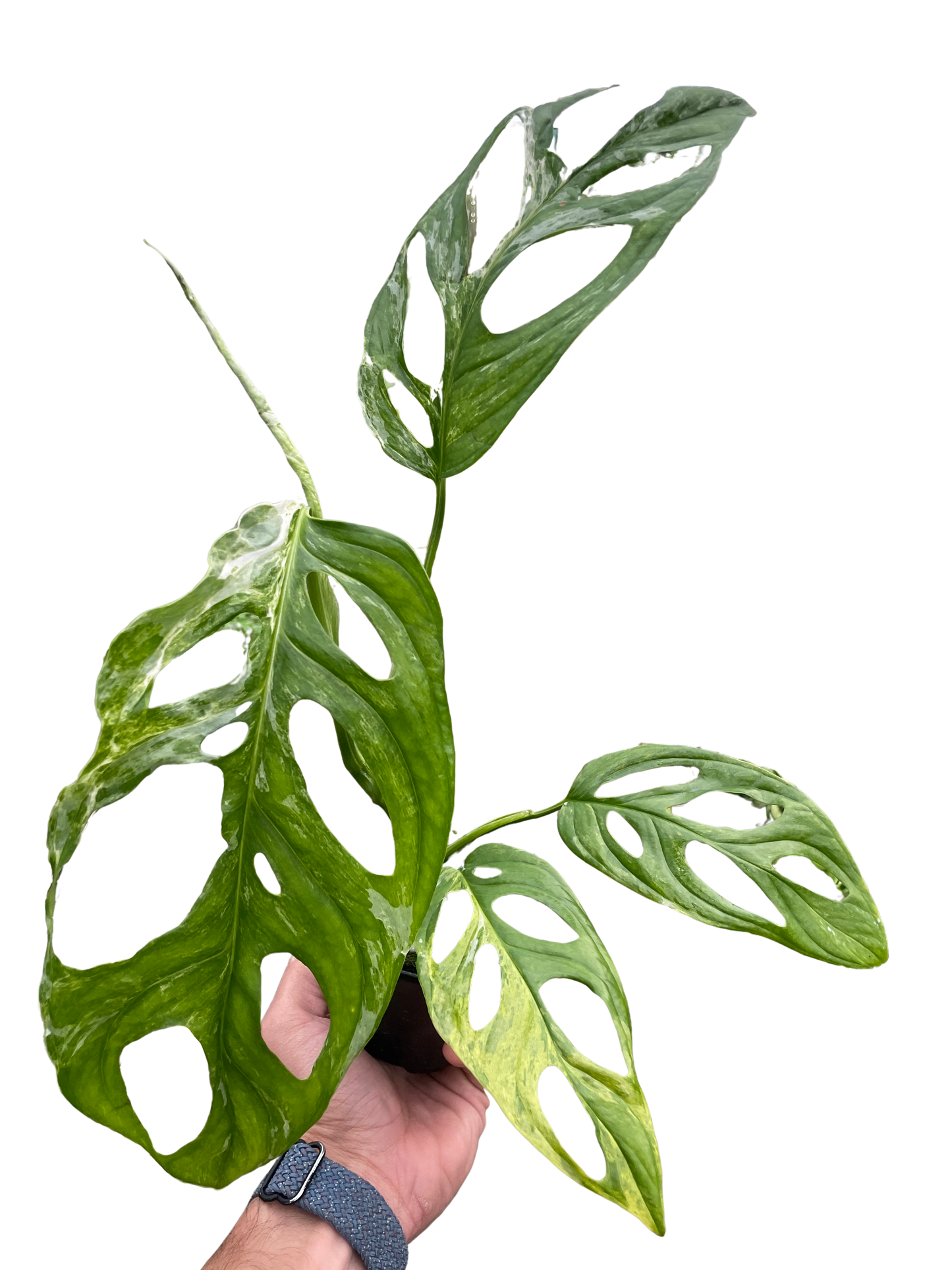 Monstera Adansonii 'Swiss Cheese Variegated'