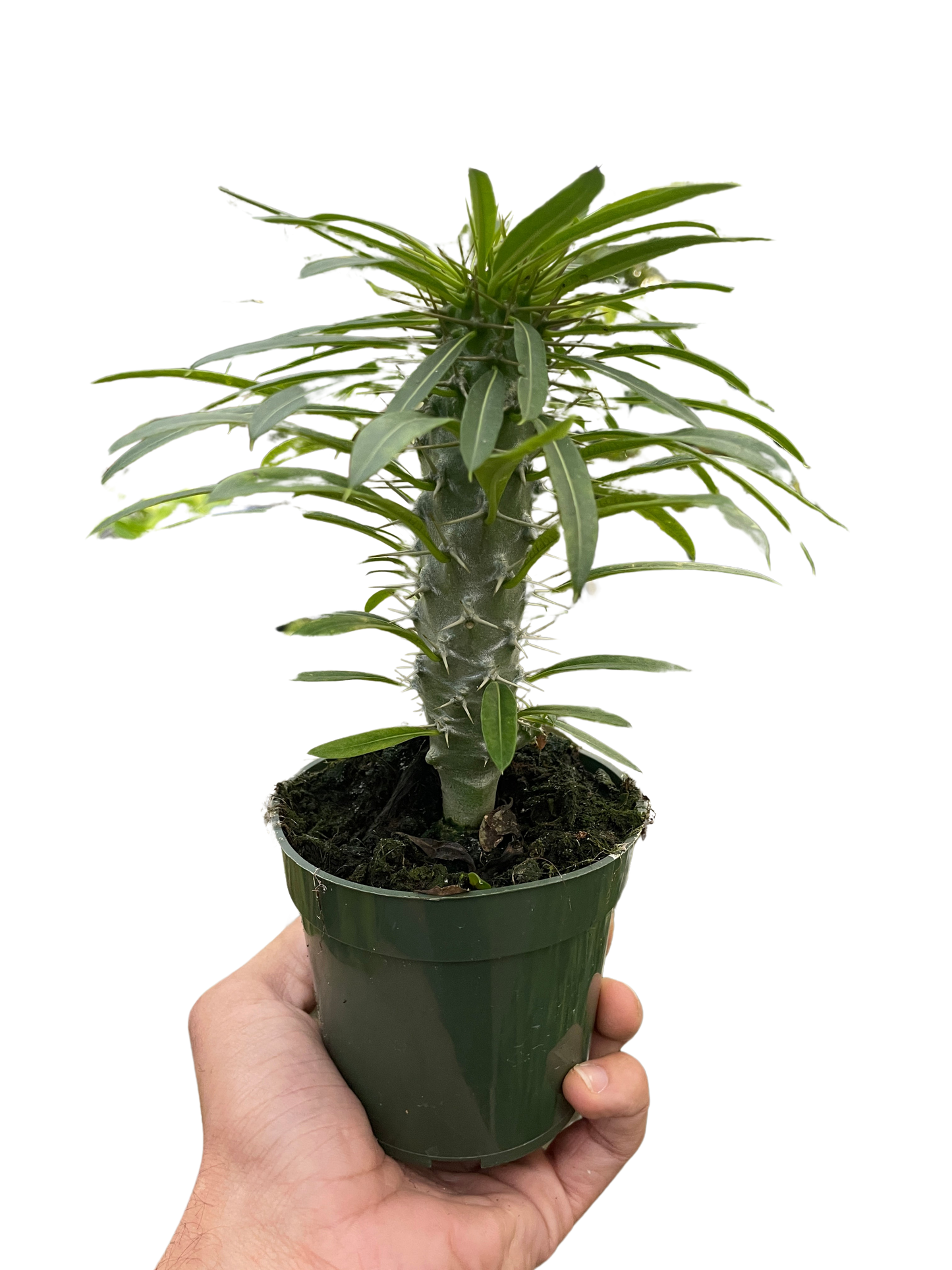 Pachypodium 'lamerei' (Madagascar Palm)