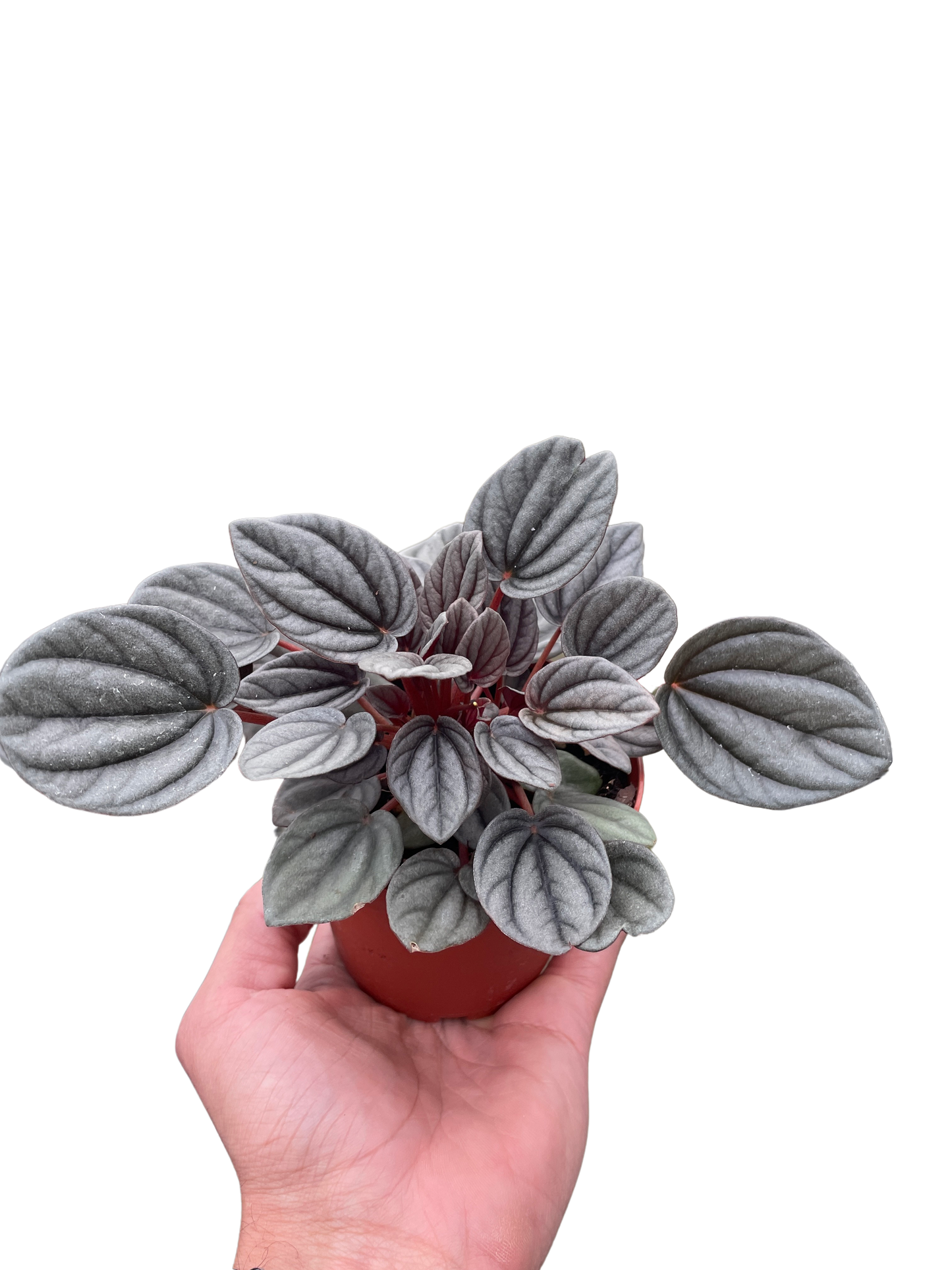 Peperomia 'Mendoza'