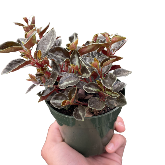 Peperomia 'Metallica'