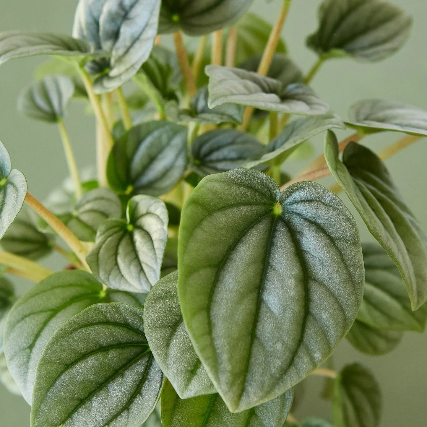 Peperomia 'Frost'