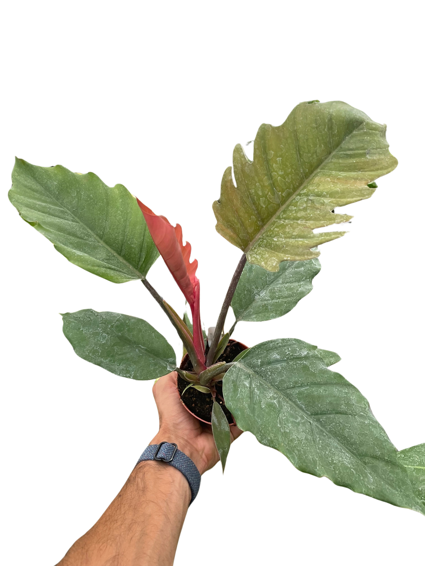 Philodendron Choco Empress