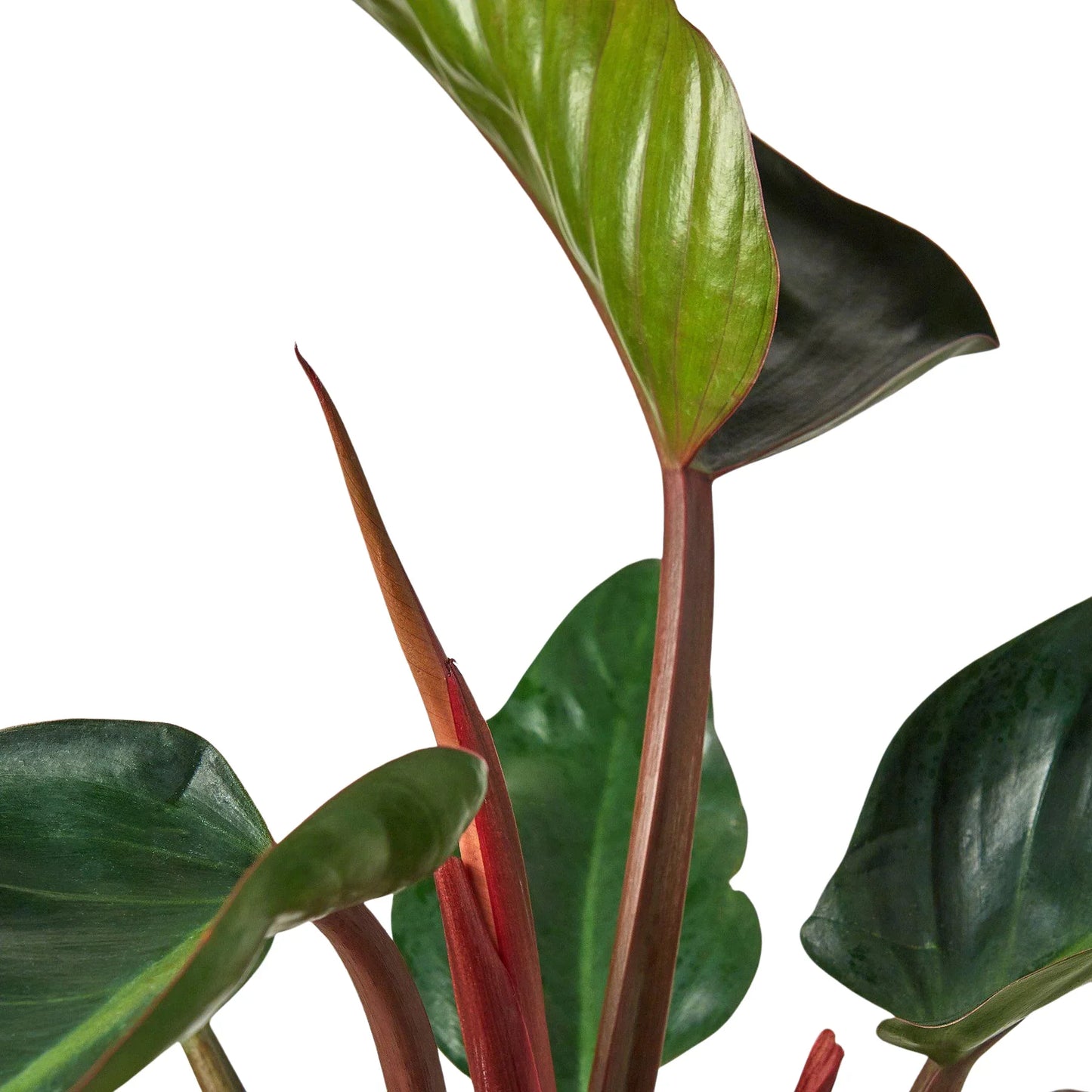 Philodendron 'Congo Rojo'