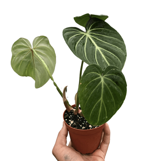 Philodendron Gloriosum